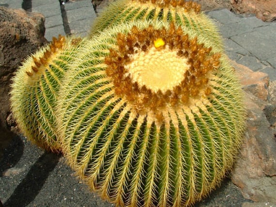 Goldener Fasskaktus - Echinocactus grusonii - Seltene 'Kaktus' Samen -  Schwiegermutter Kissen, Gelb-Grn, Goldener Kugelkaktus, Cactaceae - Etsy.de