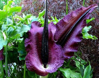 Vampierlelie - Dracunculus vulgaris - zeldzame 'plantenzaden' - draculalelie, zwartpaars, voodoo-lelie, lijkbloem, masdevallia dracula