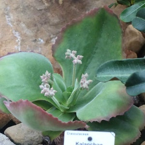 Ausgebogte Flapjack Paddle Plant - Kalanchoe tetraphylla - Seltene &#39;Succulente&#39; Samen - Rote Pfannkuchenpflanze, Grün-Weiß, Kalanchoe thyrsiflora Rot