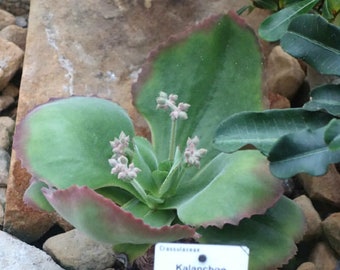 Ausgebogte Flapjack Paddle Plant - Kalanchoe tetraphylla - Seltene 'Succulente' Samen - Rote Pfannkuchenpflanze, Grün-Weiß, Kalanchoe thyrsiflora Rot