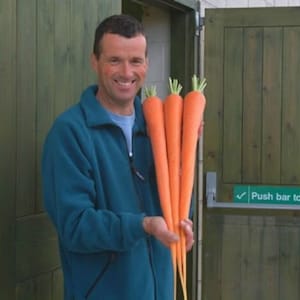 May include: A man wearing a blue fleece jacket holds three large orange carrots in his hands. The carrots are approximately 30 cm long.
