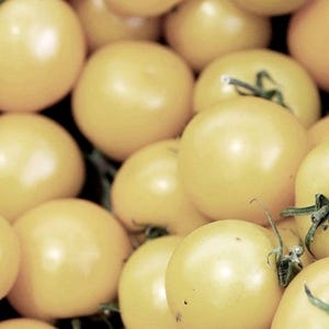 Weiße Kirschtomate - Solanum lycopersicum - Seltenes altes Gemüse