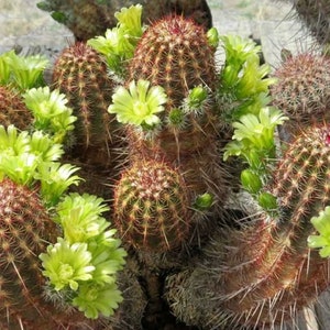 Nylon Hedgehog Cactus - Echinocereus Viridiflorus - Rare 'Cactus' Seeds - Rainbow Cactus,Green-Brown,Grizzly Bear Cactus,Copper Spine Cactus