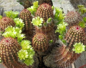 Cactus de erizo de nailon - Echinocereus viridiflorus - Semillas raras de 'Cactus' - Cactus arcoíris, verde-marrón, cactus de oso grizzly, cactus de columna de cobre