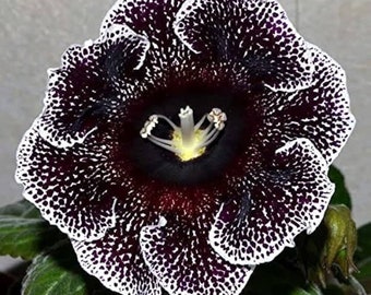 Gloxinia del fiorista - Galassia nera - Sinningia Speciosa - Semi di piante rare - Fata Gloxinia, Nero-Bianco, Primula del Capo, Gloxinia brasiliana