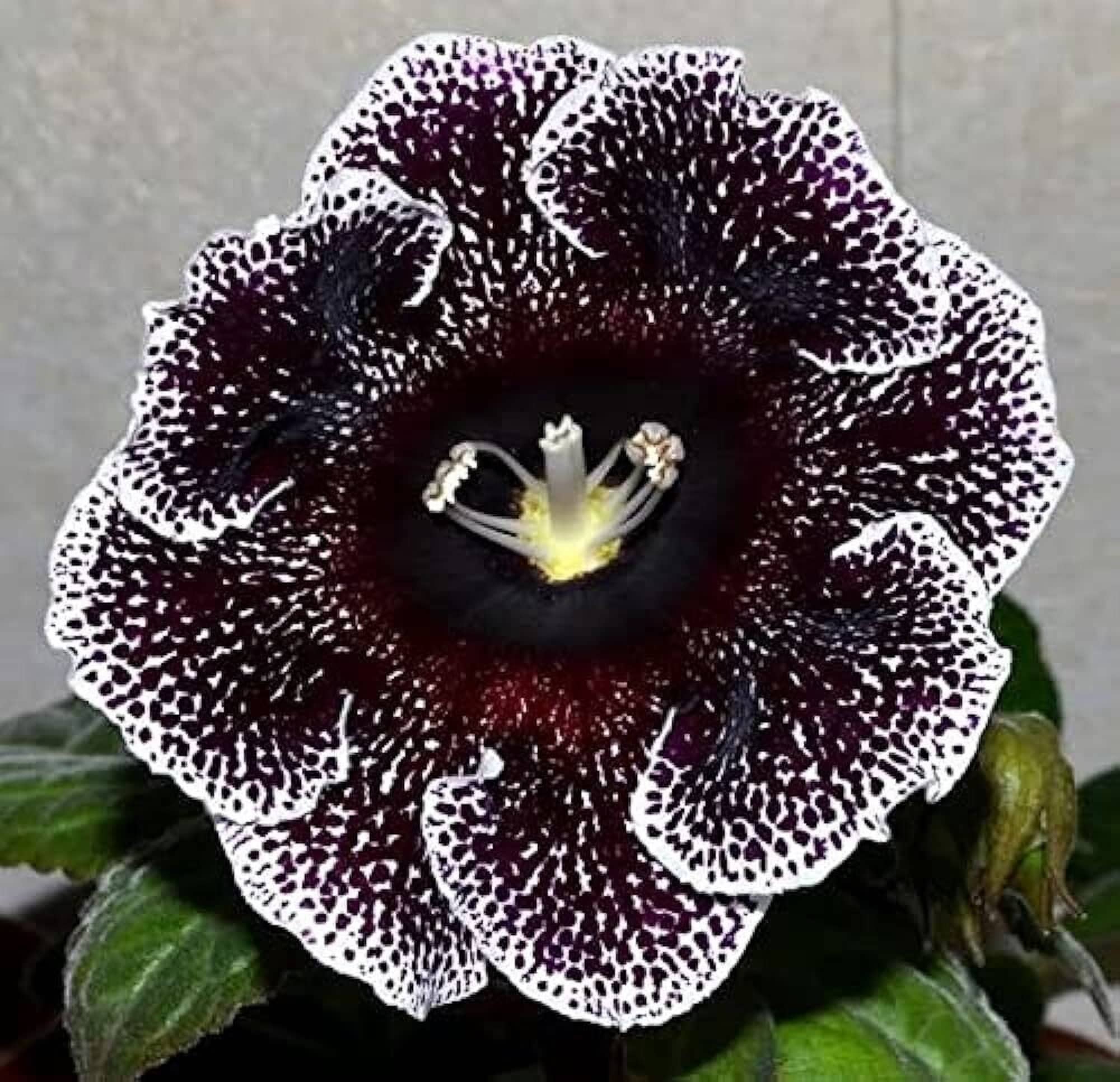 Florist's Gloxinia - Black Galaxy - Sinningia Speciosa - Rare