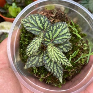 Pode incluir: Uma pequena planta verde e branca variegada com folhas dentadas em um recipiente de plástico transparente. A planta está cercada por musgo.