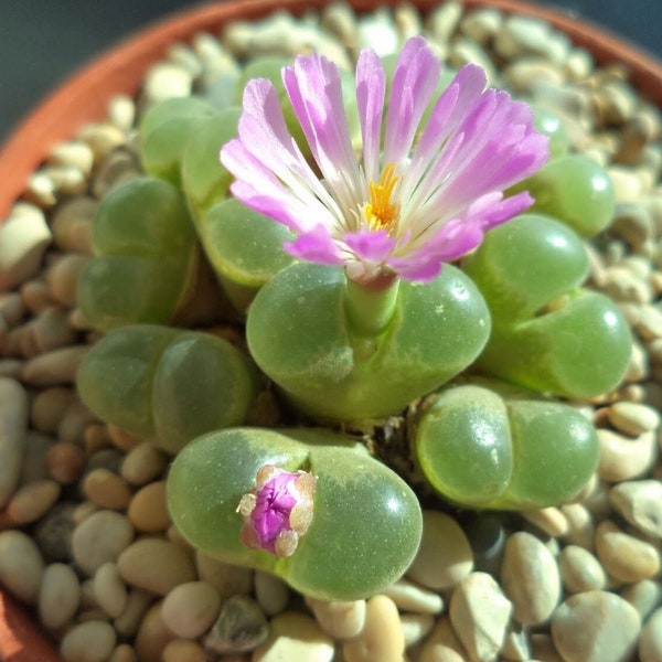 Eye Leaves Conophytum - Conophytum Limpidum - Rare 'Succulent' Seeds - Conophytum bilobum, Pink-Green, Living Pebbles, Glassy Ice Plant