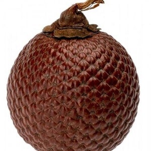 May include: A brown, round, textured fruit with a small, dried stem on top. The fruit has a pattern of small, raised squares.