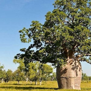 Puede incluir: Un árbol grande con forma de botella, con un tronco grueso y ramas que se extienden hacia un cielo azul. El árbol está rodeado de árboles más pequeños y hierba verde.