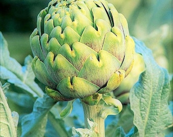 Grüne Kugelartischocke - Cynara cardunculus var. scolymus - seltenes Erbgemüse