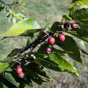 Sugarberry - Celtis laevigata - Rare &#39;Fruit&#39; Seeds