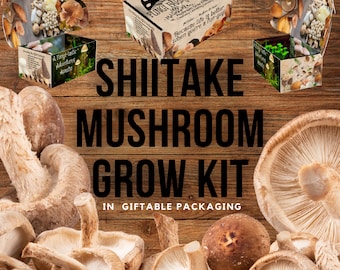 Shiitake Mushroom Growing Kit - Lentinula edodes - DIY Spawn Spore Plugs Mushroom Grow Kit with gift Box - Indoor Fungi Cultivation Copy