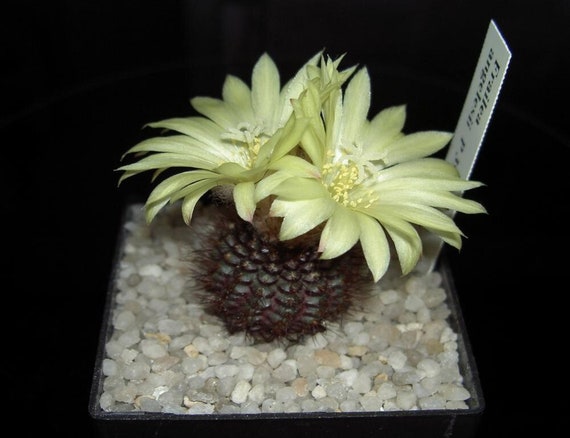 Kaktus czekoladowy Angel - Frailea angelesii - rzadkie nasiona 'Cactus' -  czekoladowe krople, brzowo-ty, kaktus biedronkowy, kaptur mnicha, kaktus  kulisty - Etsy Polska