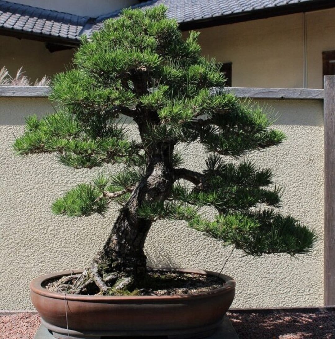 Schwarzkiefer Bonsai Baum Pinus thunbergii Seltene 'Bonsai Baum' Samen