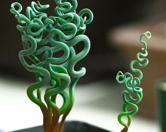 Contortion Succulent - Undescribed trachyandra/ Albuca sp. - Rare Succulent Species