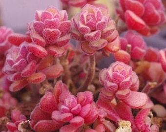 Semillas raras de Sedum versadense, Sedum versadense, Sedum de musgo dorado, Kamtschaticum