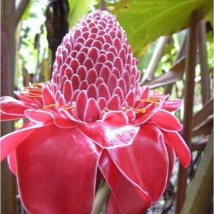Torch Ginger - Etlingera elatior - Rare 'Plant' Seeds - Bunga Kantan, Red-White, Wild ginger, Philippine wax flower,Zingiberaceae,Red Ginger