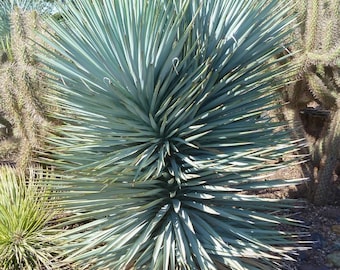 Yucca bleu - Yucca rigida - graines « succulentes » rares - baïonnette espagnole, vert-blanc, yucca à bec bleu, yucca à feuilles d'argent, yucca géant bleu