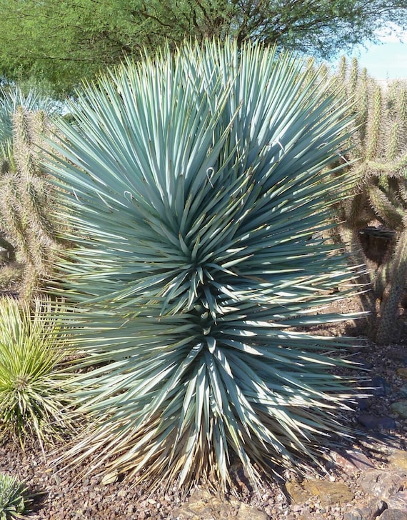 ユッカ・リギダ 種子[ブルーユッカ]Yucca rigida