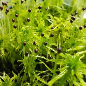 Może przedstawiać: Zbliżenie na kępę zielonego mchu z małymi, ciemnobrązowymi strąkami nasion rosnącymi na górze.