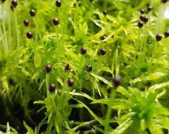 Lebend gesäumtes Sphagnum Moos - Sphagnum fimbriatum - Sphagnaceae Familie - Kleine bis mittelgroße Pflanze - wächst gut an schattigen Orten