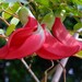 see more listings in the Rare Exotic Plant Seeds section