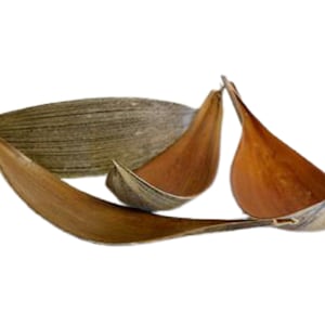 Puede incluir: Una colección de hojas de palma secas en tonos marrones y beige. Las hojas están dispuestas en una composición natural y orgánica, con algunas rizadas y otras planas. La imagen está sobre un fondo blanco.