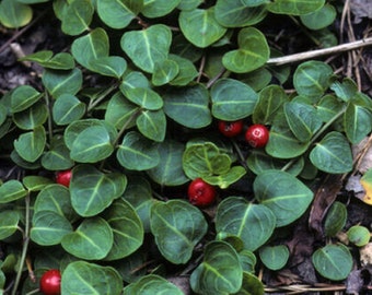 Partridge Berry Vine - Mitchella repens - Terrarium Decor - Best Plant in the Genus Mitchella - Mosses and Lichens - Easy to Maintain