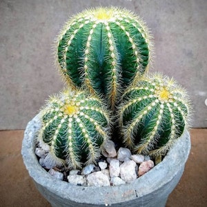 Balloon Cactus - Notocactus magnificus - Rare 'Cactus' Seeds - Powder Puff Cactus, Yellow-Green, Balloon Pincushion, Pincushion Cactus