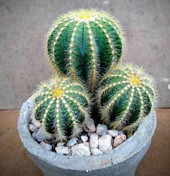 Ballonkaktus - Notocactus magnificus - Seltene 'Kaktus'samen - Puderquaste  Kaktus, Gelb-Grn, Ballonnadelkissen, Nadelkissenkaktus - Etsy Schweiz