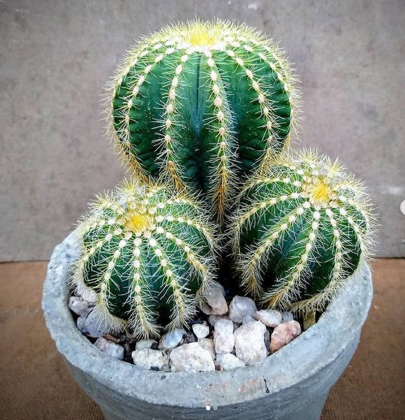 The common name for this is Notocactus magnificus (Balloon Cactus).Other Common names for this  Rare Cactus Species are: Balloon Cactus: Powder Puff Cactus, Balloon Pincushion. We only sell rare seeds of rare plants.
