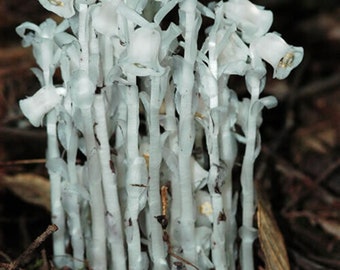 Indian Ghost Pipe Flower - Monotropa Uniflora - Rare Plants Seeds - Corpse Plant, White-Black, Fairy Smoke, Ghost Flower, Indian Pipe Plant