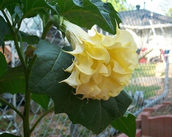 5 Semi Di Brugmansia Sanguinea – Tromba Dell'Angelo Rosso, Pianta Dai Fiori Profumati A Imbuto, Semi Freschi Da Coltivare In Vaso