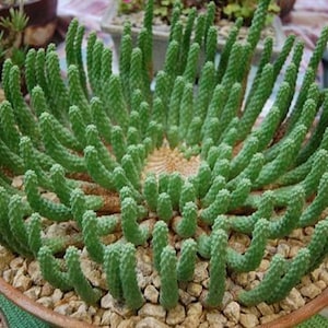Cactus con steli a spirale - Euphorbia inermis - Semi rari di 'Cactus' - Cactus coda di ratto, Verde-Bianco, Cactus Rattail, Cactus di vischio, Cactus di Natale