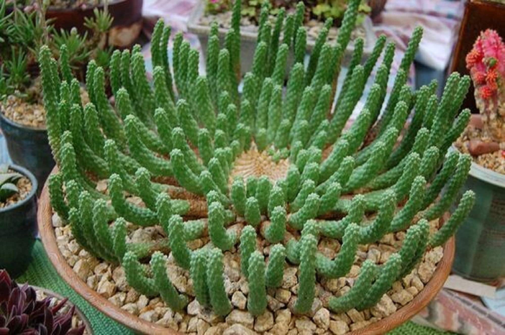 【美株】ユーフォルビアユニスピナ 実生 サボテン 多肉植物 塊根 美株】ユーフォルビアユニスピナ 実生 サボテン 多肉植物 塊根