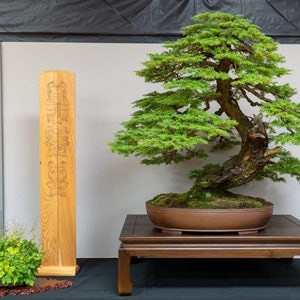 Westlicher Hemlocktanne Bonsai Baum - Tsugaheterophylla - Seltene &#39;Bonsai Baum&#39; Samen - Berg Schierling, grün-braun, Tsuga, kanadische Hemlocktanne