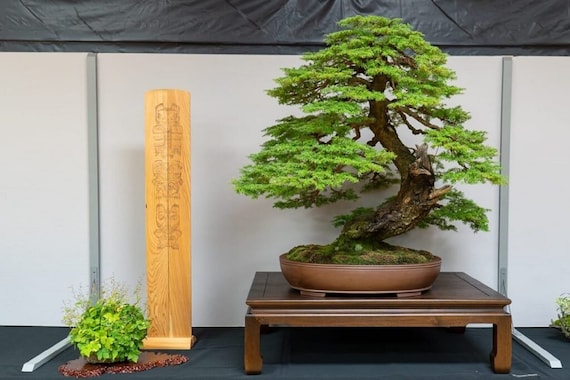 Jamaica Mountain Sage Bonsai Tree Care: Expert Tips & Tricks