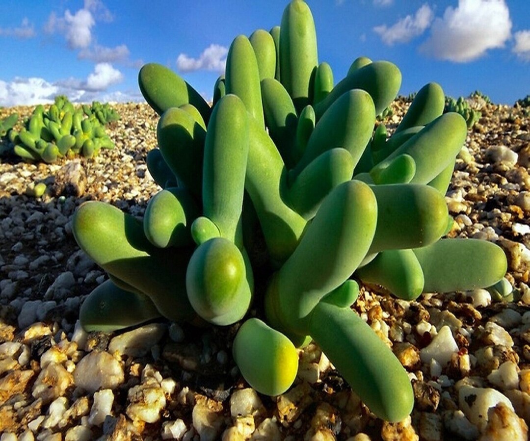 Finger-and-thumb Plant - Mesembryanthemum Digitatum / Dactylopsis ...
