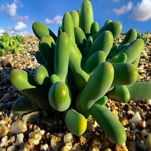 Finger-And-Thumb Plant - Mesembryanthemum Digitatum / Dactylopsis Digitata - Rare Succulent Species