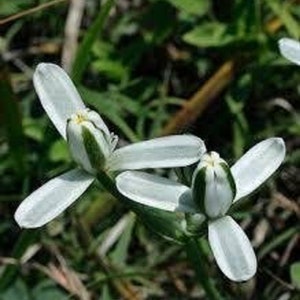 White Albuca - Albuca Setosa - Rare &#39;Succulent Plant&#39; Seeds - Slime Lily, White-Green, White Flowering Onion, Fragrant Albuca, Curly Albuca