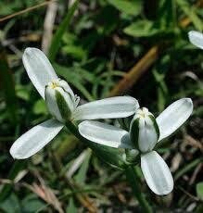 The common name for this is Albuca Setosa  (White Albuca ).Other Common names for this  Rare Succulent Species are: White Albuca : White Flowering Onion, Fragrant Albuca. We only sell rare seeds of rare plants.