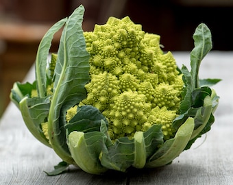 Coliflor Romanesco Italiana - Brassica oleracea - Vegetal de herencia rara