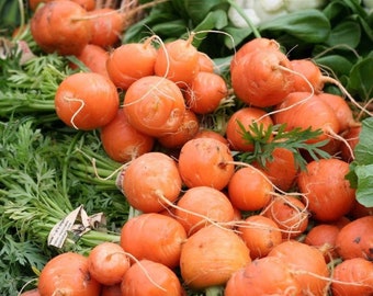 Carota sferica parisienne - Daucus carota - Verdura rara di cimelio