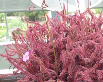 Könnte beinhalten: Nahaufnahme einer rosa fleischfressenden Pflanze mit kleinen rosa Blüten. Die Pflanze hat lange, dünne, behaarte Stängel und Blätter.