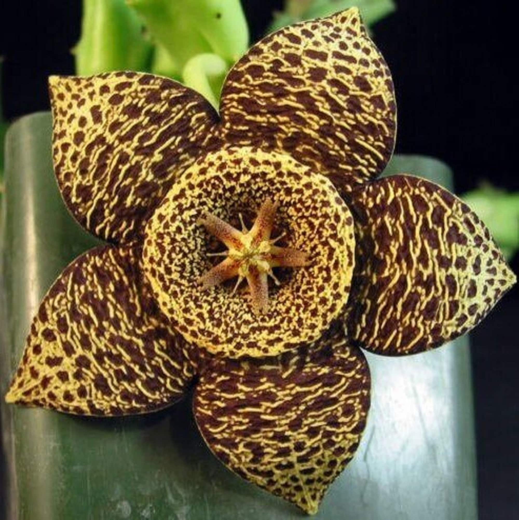 Krtensternblume - Orbea variegata - Seltene 'Kaktus'-Samen - Stern von  Bethlehem, gelb-braun, Wunderblume, Krtenkaktus, Nickerchen - Etsy.de