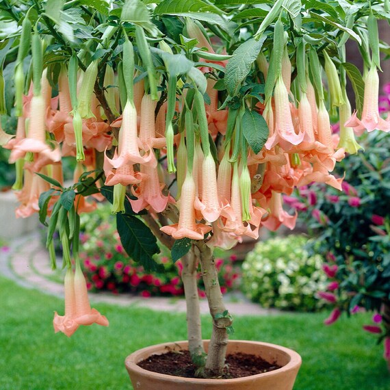 clary plant Salvia sclarea (Clary Sage) MG CC main image 1