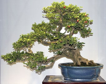 Árbol bonsái de ciruela natal - Carissa macrocarpa - Especies raras de bonsái