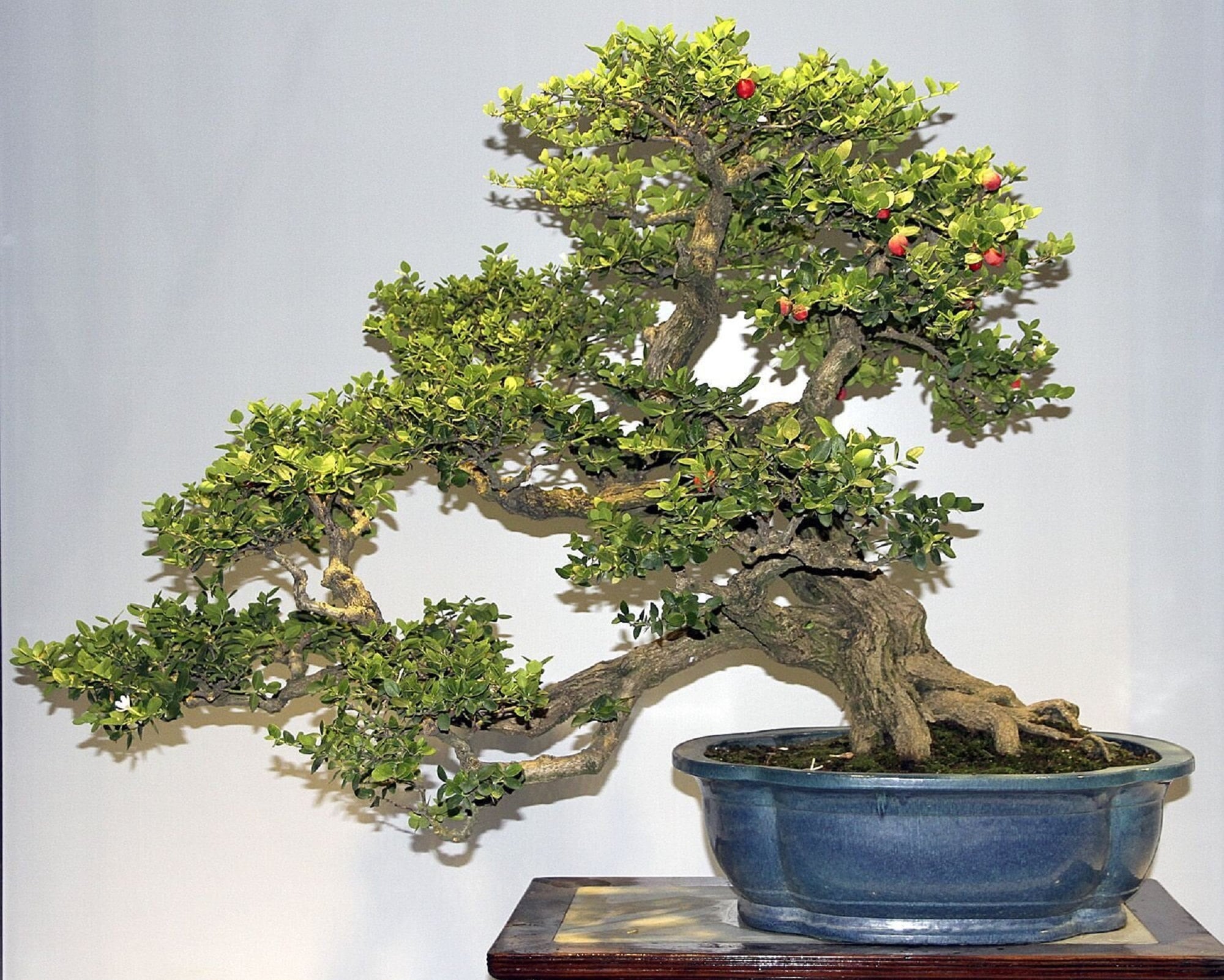 Natal Pflaumenbaum Bonsai Baum - Carissa microcarpa - seltene Bonsaiart -  Etsy Schweiz