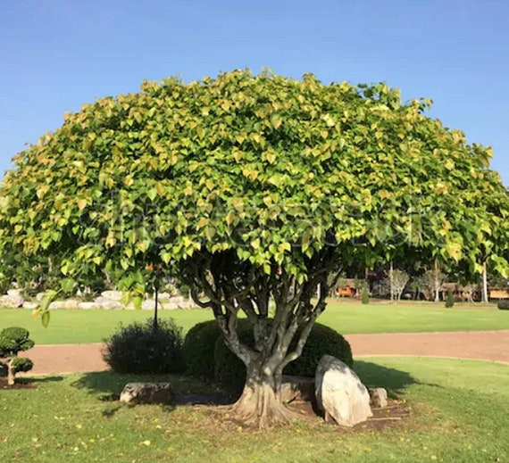 Wisdon Baum - Baum von Buddah - Ficus religiosa - Seltene 'Bonsai Baum'  Samen - Bodhi Baum, Gelb-Grn, Heilige Feige, Peepal Baum, Buddha's Ficus -  Etsy sterreich